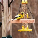 mini-evening-grosbeak4