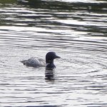 mini-loon