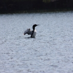 mini-loon_1