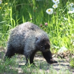 mini-porcupine