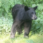 mini-young-black-bear-1