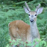 mini-young-buck