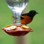 Baltimore Oriole