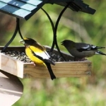 Evening Grossbeak