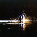 loon_sunset_standing_up