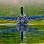 loon_wingspan