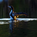 loon_wingspan_5