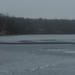 Ice with Loon in Background