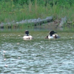 Loon Family