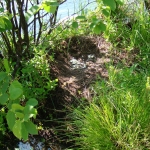Nest with egg fragments