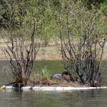 Loon on nest 5/24/2013
