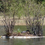 Loon on nest 5/24/2013