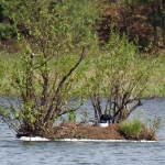 9-loon-on-nest