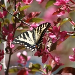 mini-yellow-swallowtail