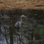 heron