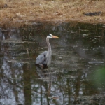 heron1