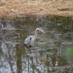 heron2